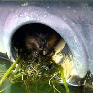 Muskrat Otter Exhaust Guards